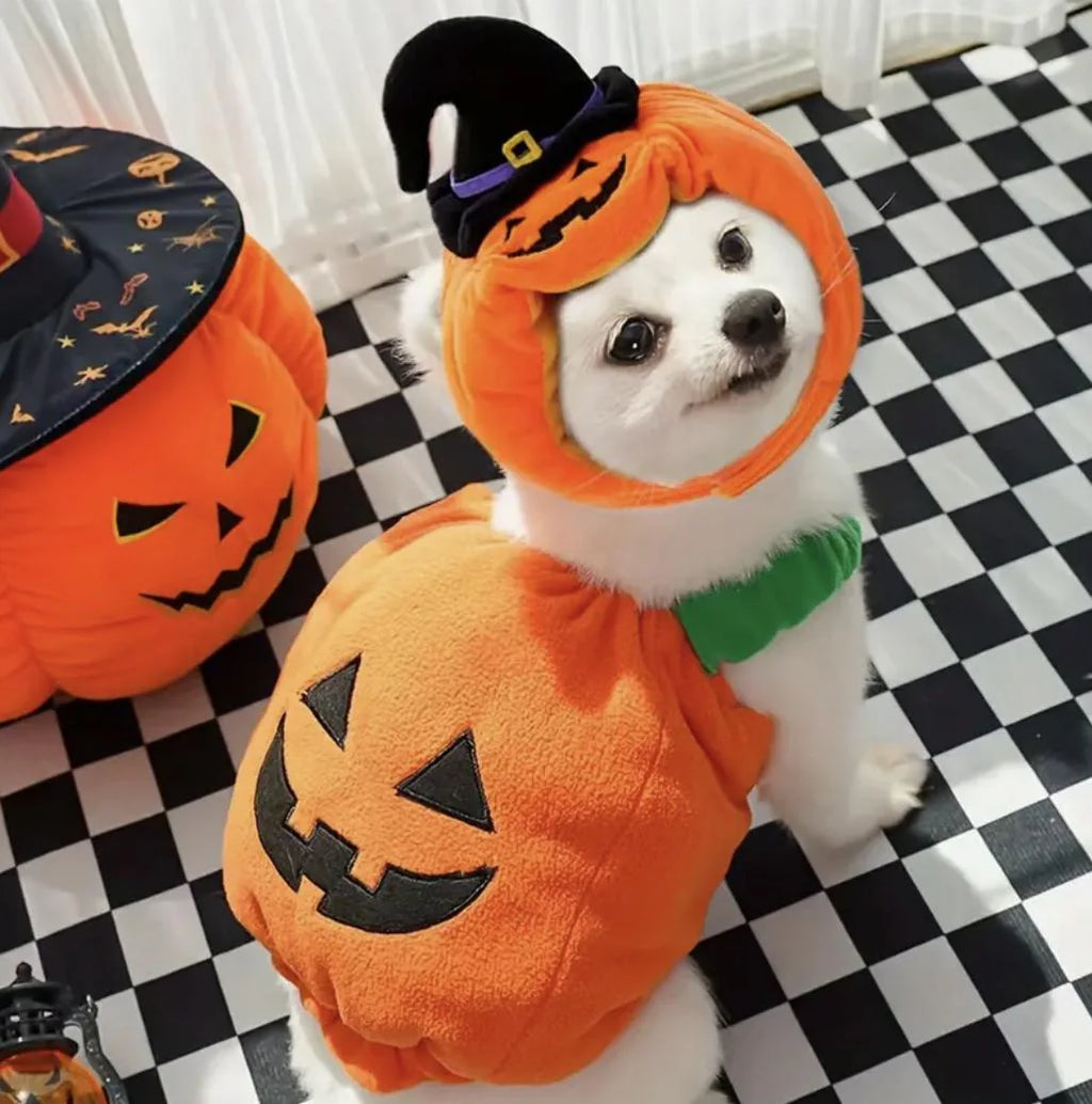 Pumpkin Pet Costume: Cozy Halloween Outfit, Small Dog & Cat Harness